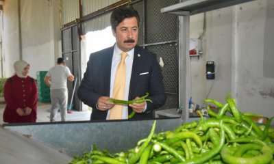 YENİŞEHİR BİBERİ’NİN DEĞERİ ARTIRILACAK